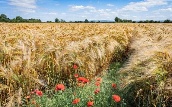 A grain field in County Kildare.