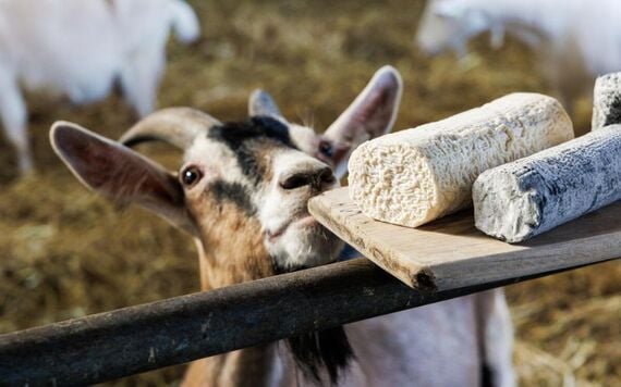 A happy goat at the St. Tola Goat Cheese Farm in County Clare.