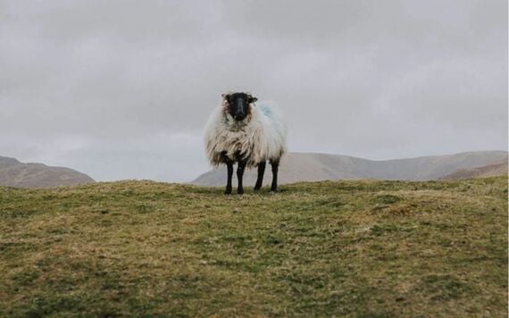  By using 100% wool, the brand reduces reliance on synthetics.