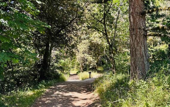 Purisima Creek Redwoods Open Space is a natural wonder a short drive away from suburban life. Purisima Creek Redwoods Open Space is a natural wonder a short drive away from suburban life.