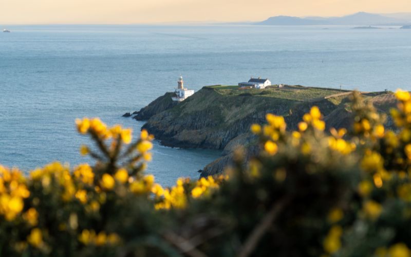 A view of the Bailey Lighthouse, through the gorse on the head of Howth in Dublin.