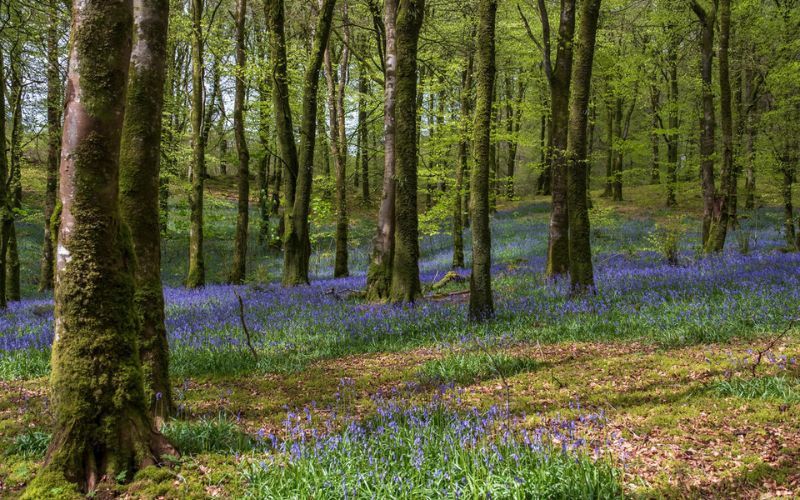 Spring flowers in blown in Mullaghmeen Forest, County Westmeath.