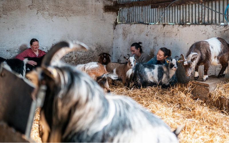 Meditating with goats at Kinedale Donkey Farm.