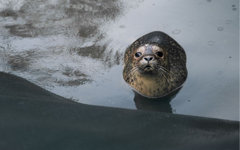 Seal Feed & Enrichment Experience at Courtown Harbour in County Wexford.