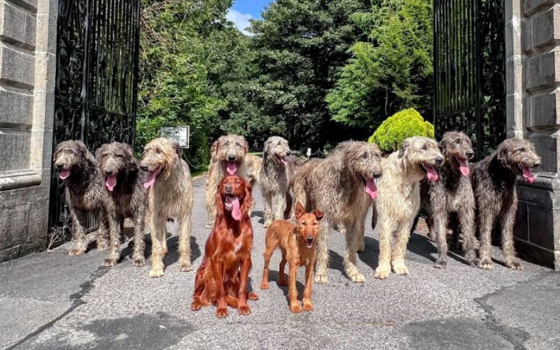 The Irish Wolfhound Experience.