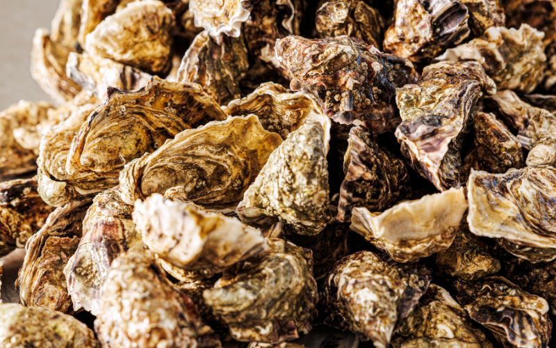 Flaggy Shore Oysters, The Burren, Co Clare.