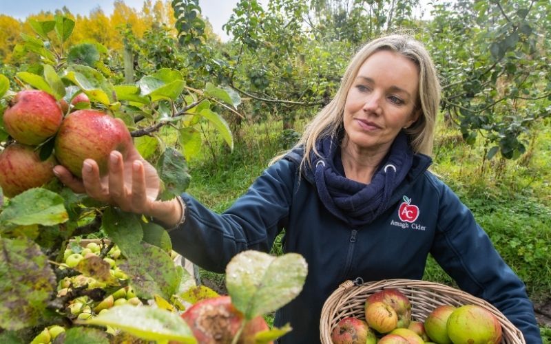 Ballinteggart House Orchard's for Armagh Cider Company. Ballinteggart House Orchard's for Armagh Cider Company.