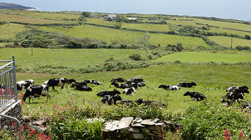 Heard of dairy cows at Black Gate on Dunmanus Bay.