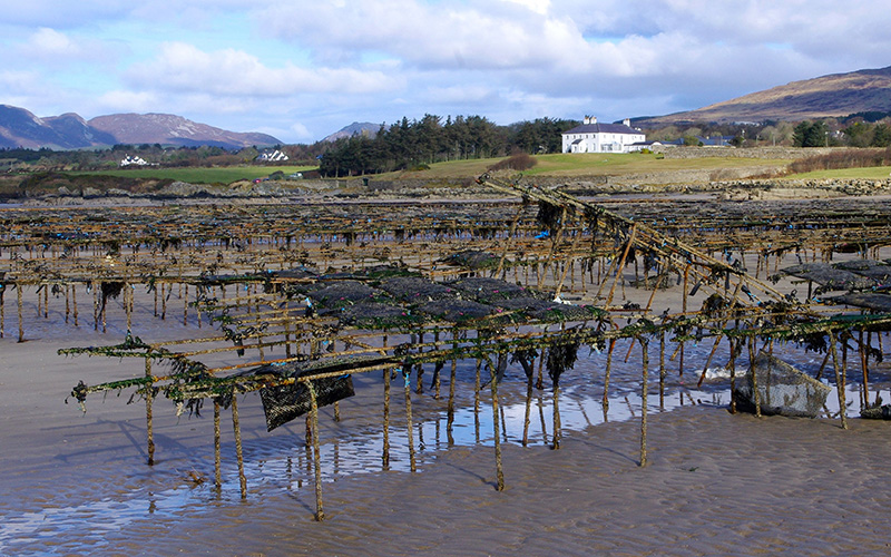 Donegal’s Wild Atlantic beauty threatened by invasive species oyster