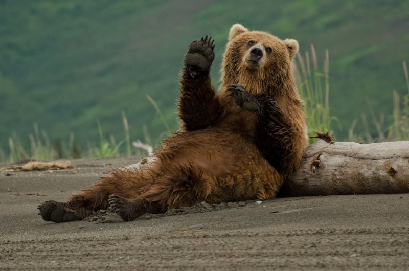 Brown bear (Getty Images)