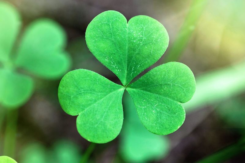 Shamrocks were educational (Getty Images)