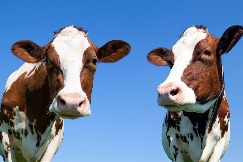 New app wants to play 'moo-pid' for cattle (Getty Images)