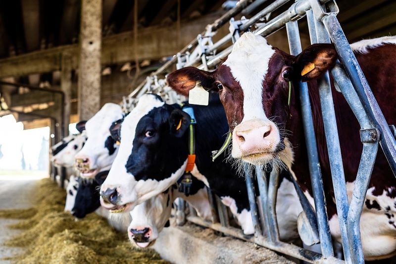 In the moo-d for love? (Getty Images)
