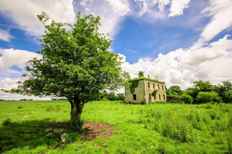 A fairy tree in Co Mayo (Getty Images)