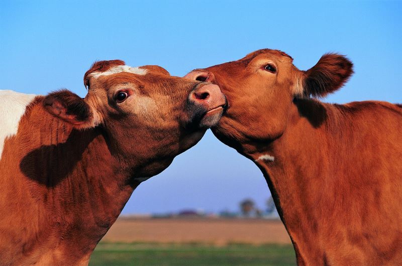 Find your cow's one true match (Getty Images)