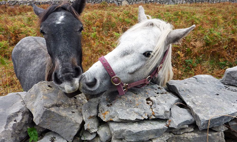 Friendly horses grazing in the fields of Aran Islands