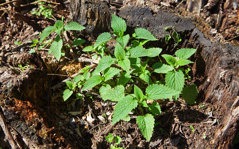 Nettles what visitors to Ireland should know
