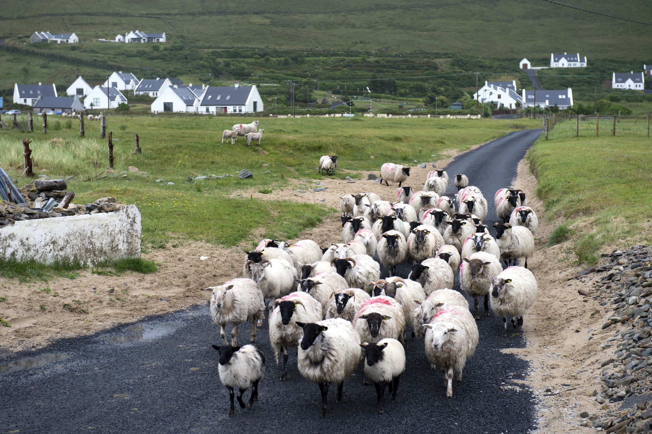 Sheep on Achill Island. Photo: Getty Images