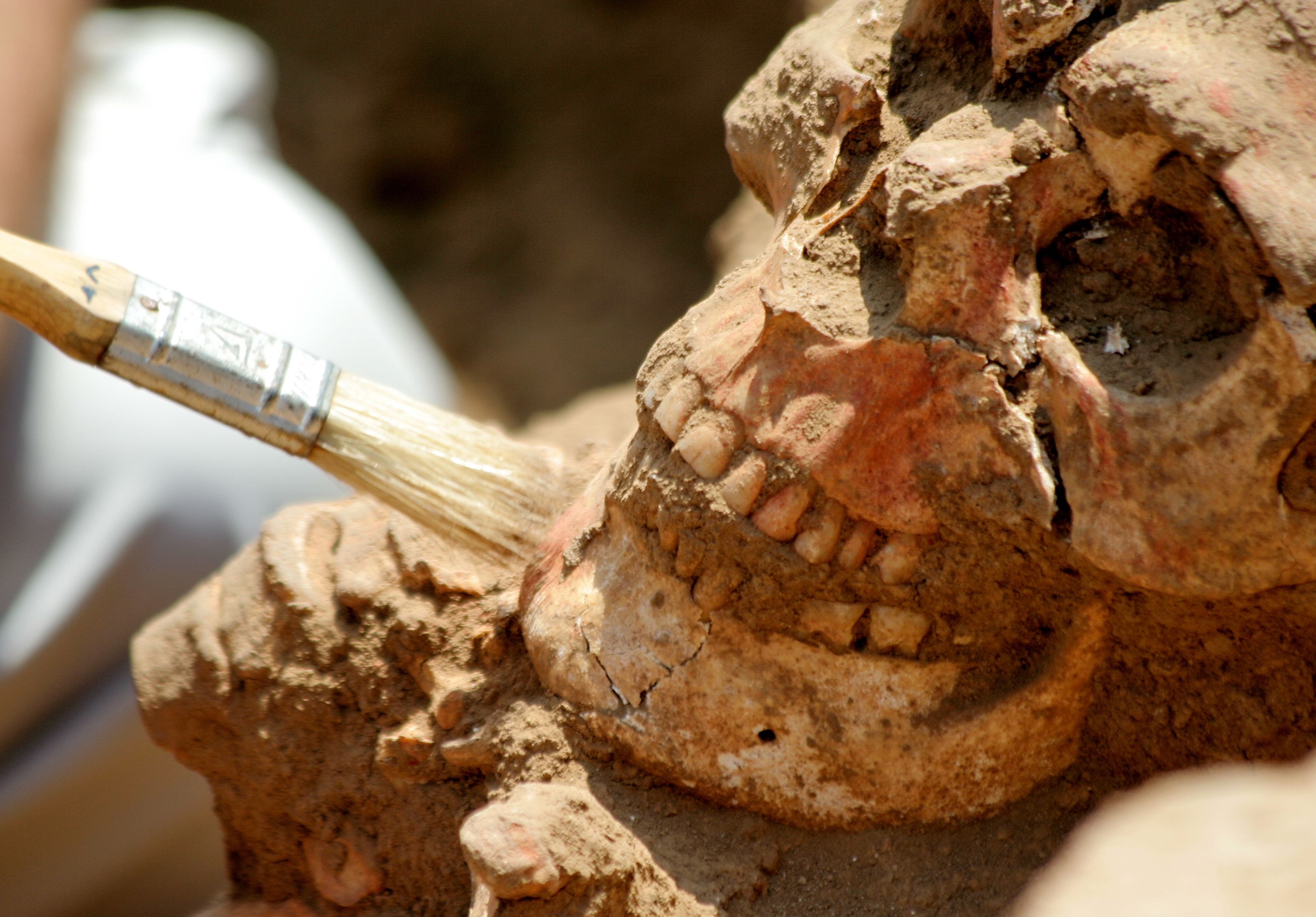 Analysis of teeth of famine victims disclosed a great deal about their diet.