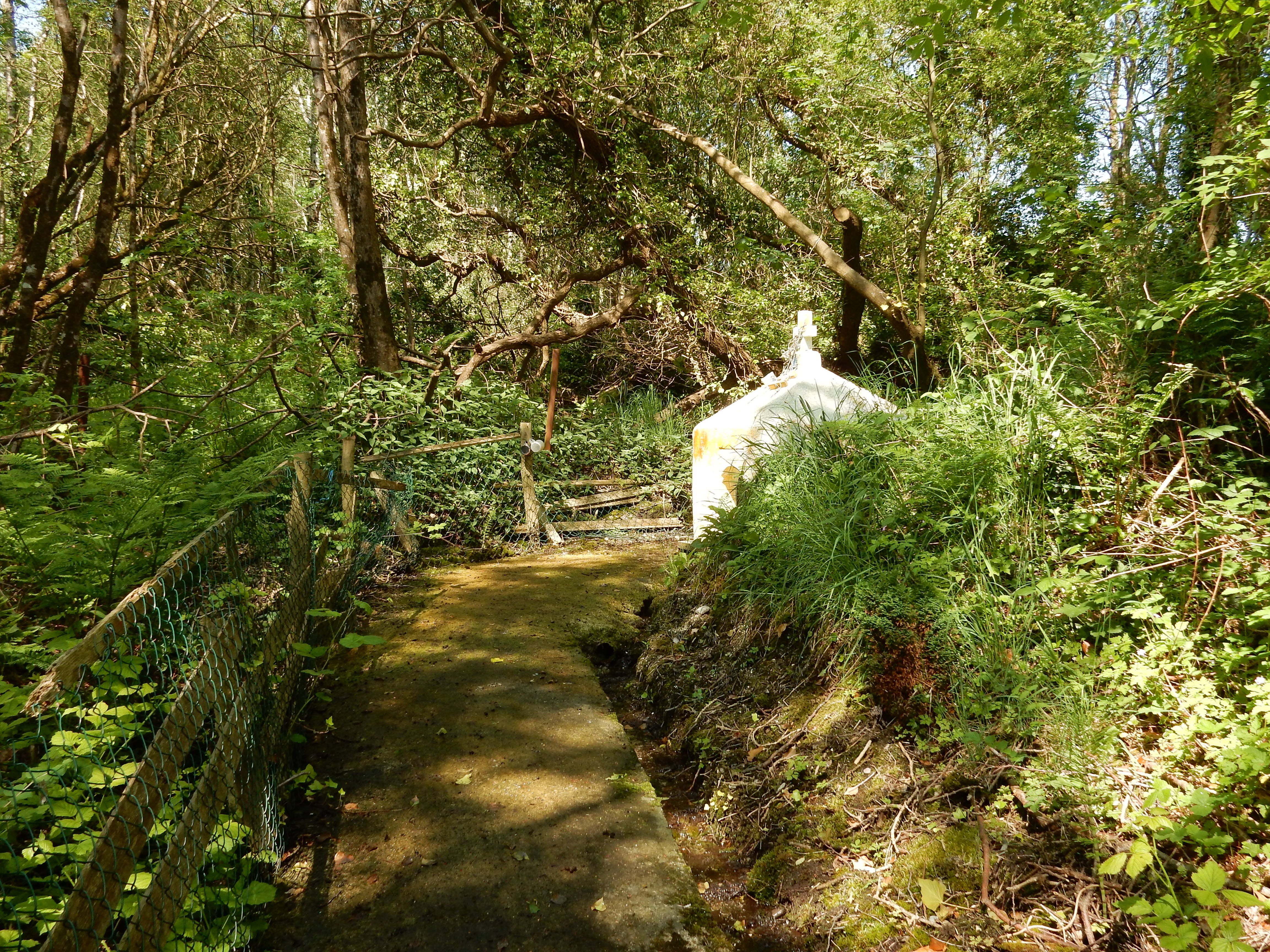 While "chasing" Mike's Whelan ancestors, we happened upon St. Machain's Holy Well next to Killincooley Graveyard near the village of Kilmuckridge in Co. Wexford.
