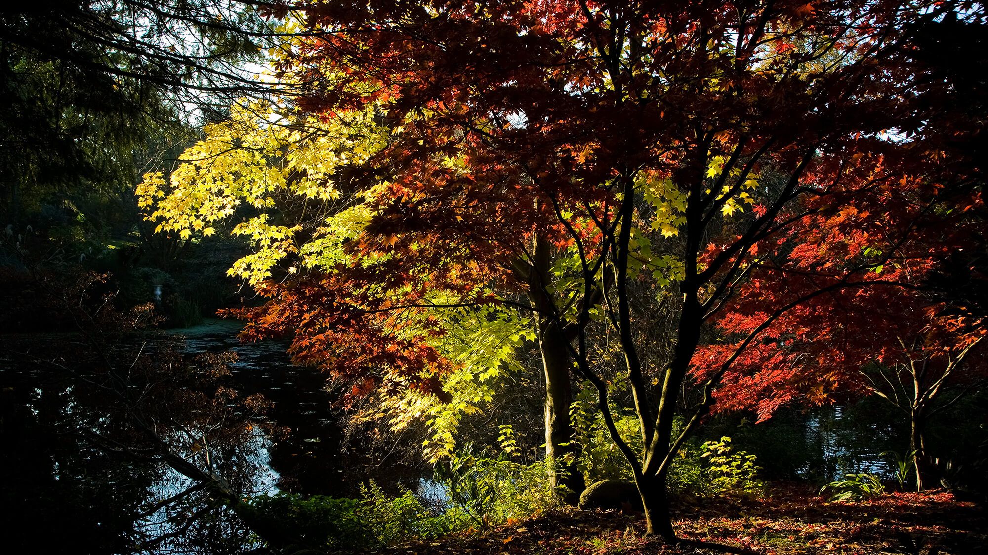 Altamont gardens in Co. Carlow. Photo: Vagabond