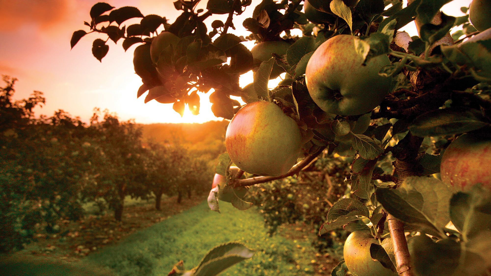 An apple orchard in Co. Armagh. Photo: Vagabond