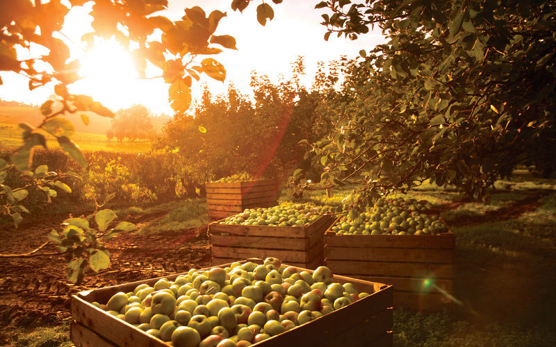 Apple orchard in Armagh during the harvest. Image: Tourism Ireland. 