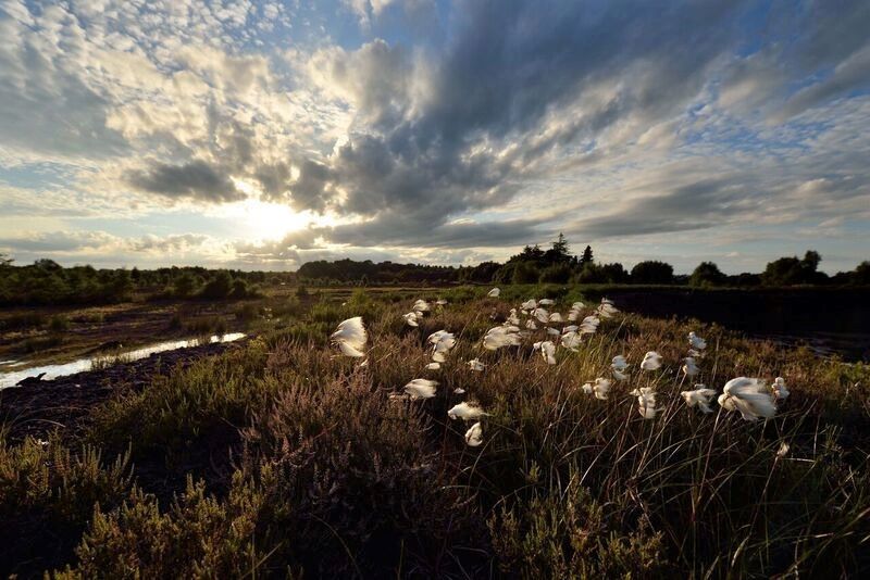 Bog of Allen in Co Kildare (Ireland's Content Pool)