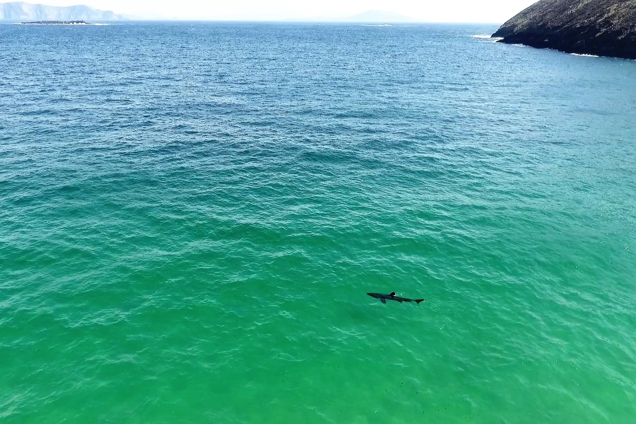 The basking shark in Keem Bay (Sean Molloy / Achill Tourism)