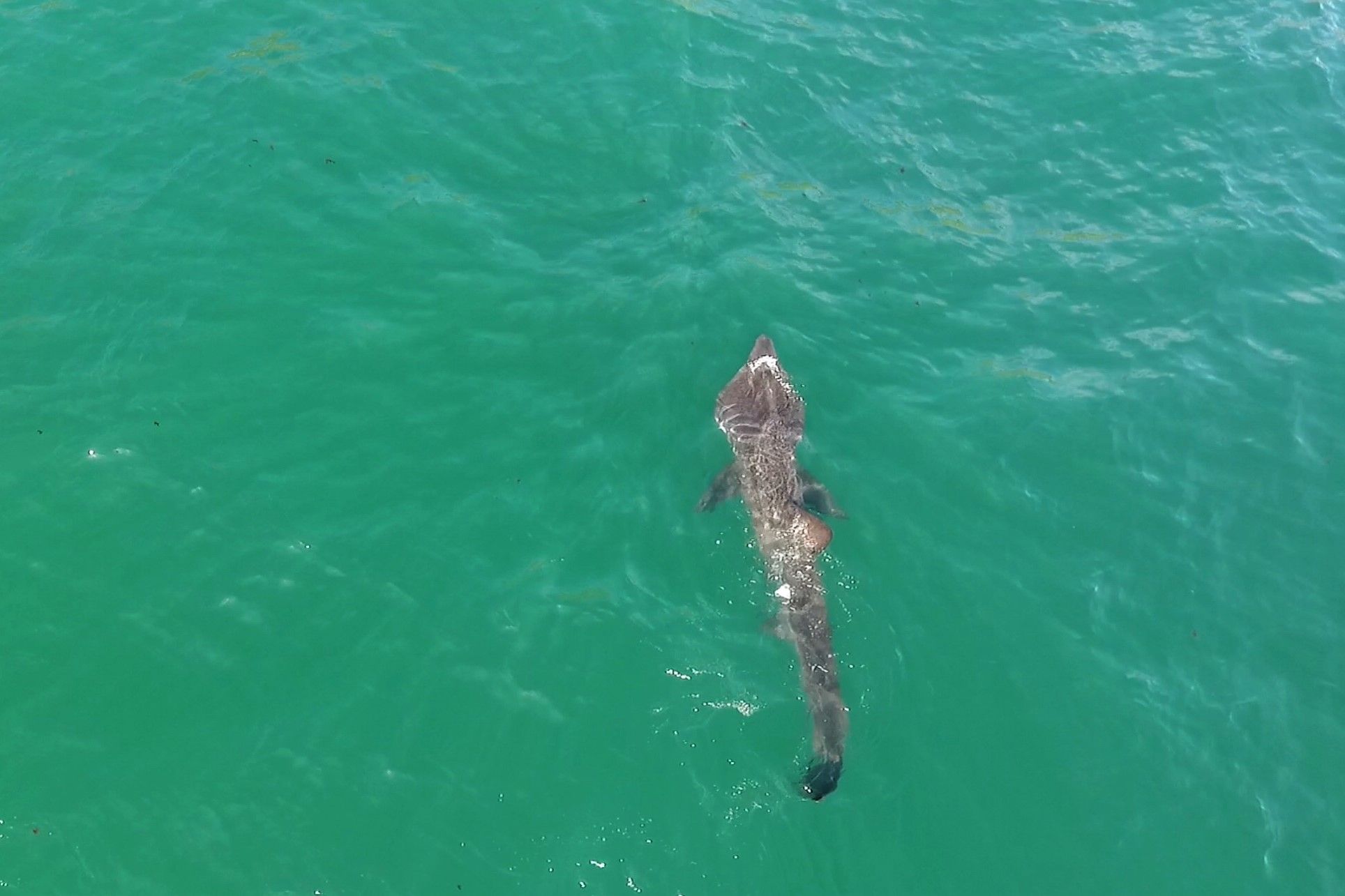 Basking shark in Keem Bay (Sean Molloy / Achill Tourism)