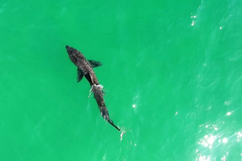 The basking shark spotted in Keem Bay (Sean Molloy / Achill Tourism)