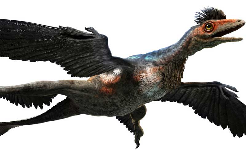 Microraptor. Credit: iStock