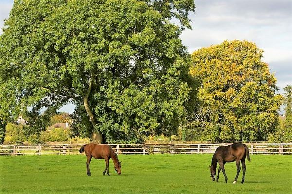 Irish National Stud (Ireland's Content Pool)