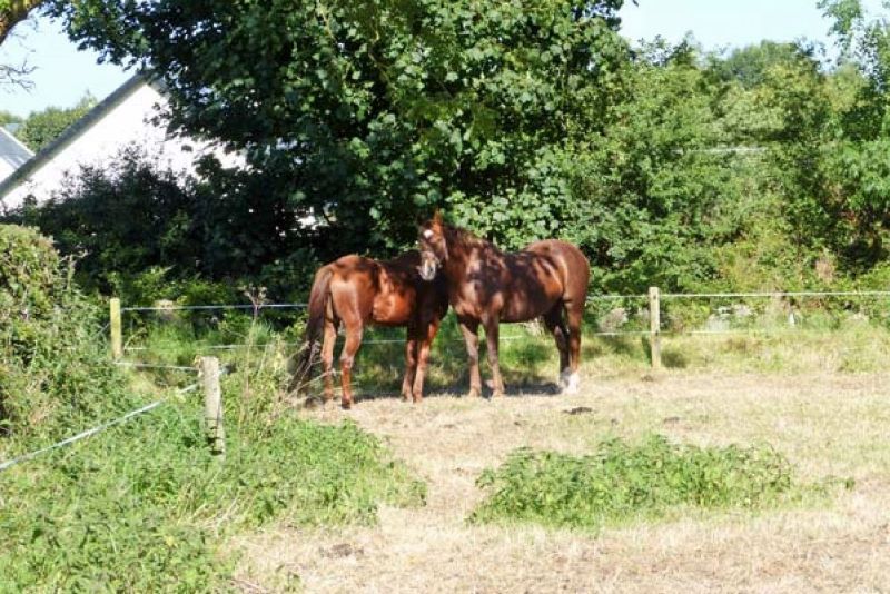 Horses at New Thatch Farms (Hogan's Irish Cottages)