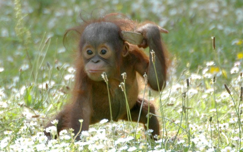 Dublin Zoo's cutest resident