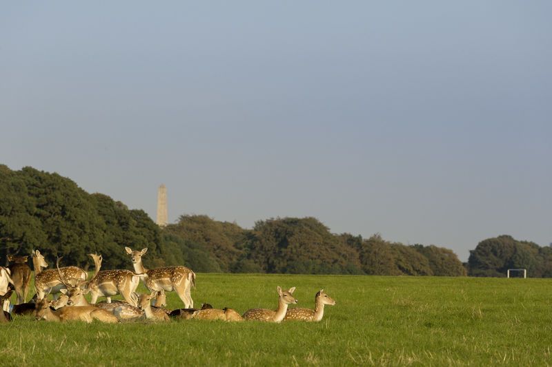 Phoenix Park