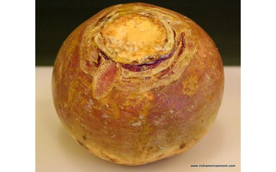 A rutabaga...what the Irish call turnip.