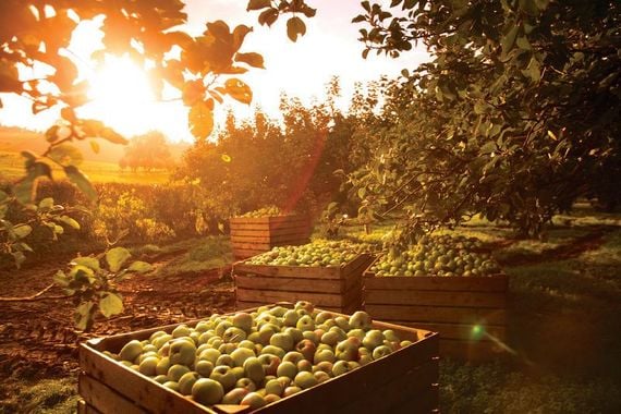 An orchard in Armagh. An orchard in Armagh.