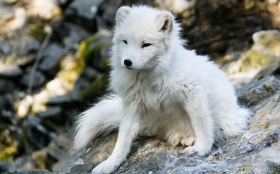 An Arctic fox in the wilds.