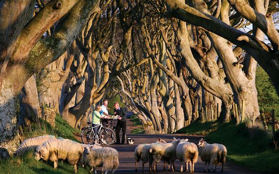 The Dark Hedges. Photo: CIE Tours