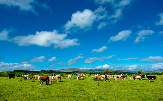 Cows on an Irish farm. Image: Getty.