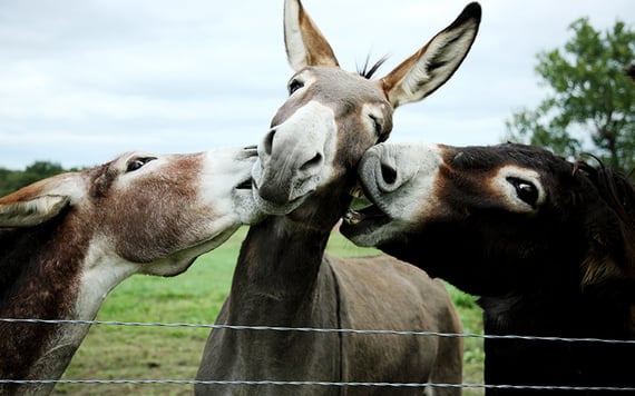 Irish words: Donkey's years