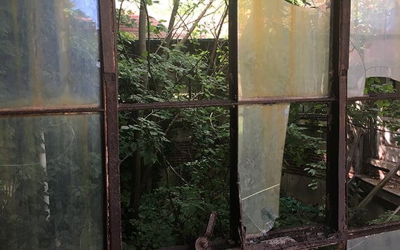 Nature taking over. Photo: Sheila Langan