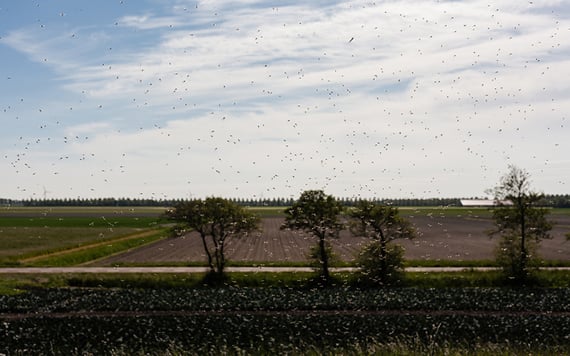 Midges swarm over a field.