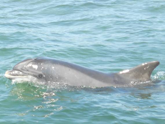 Fungie smiles for the cameras in Dingle. (Via: Kathleen Maloney).