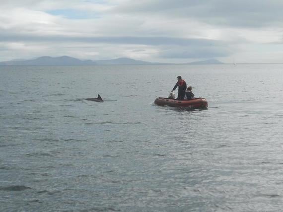 Fungie the dolphin entertaining visitors to Dingle.