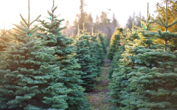 Christmas tree farm, Ireland.