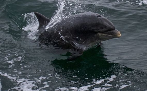 Fungie the Dolphin - truly a one off.