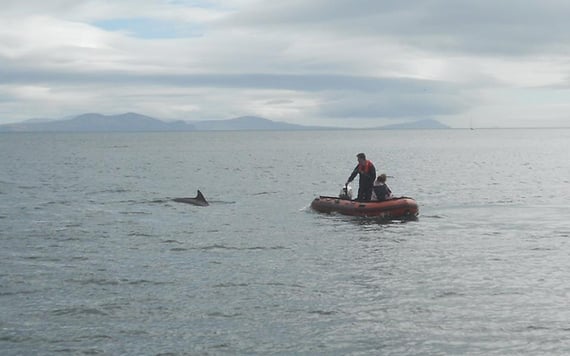 Fungie swims gently around locals in a dinghy.