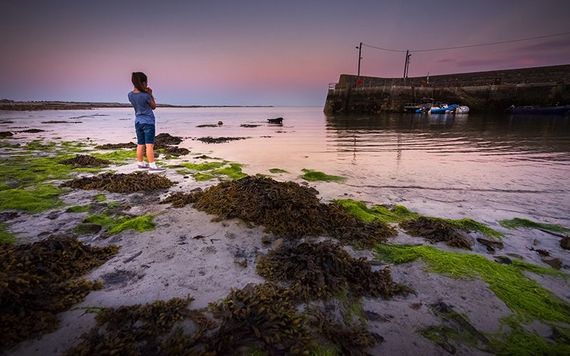 Seaweed on Irish shores.